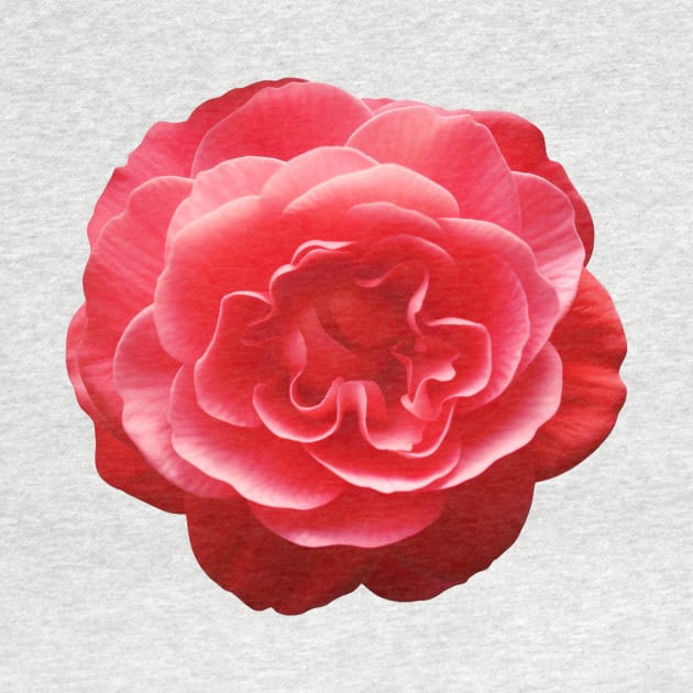 Red Camellia Flower Graphic Art Print by Cre8ily